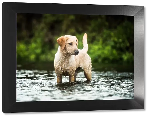Golden Labrador standing in a shallow river looking away from the camera, United Kingdom