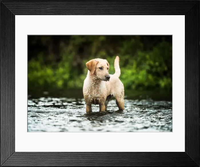 Framed Print : Golden Labrador standing in a shallow river looking away from the camera, United Kingdom Framed Print : Golden Labrador standing in a shallow river looking away from the camera, United Kingdom