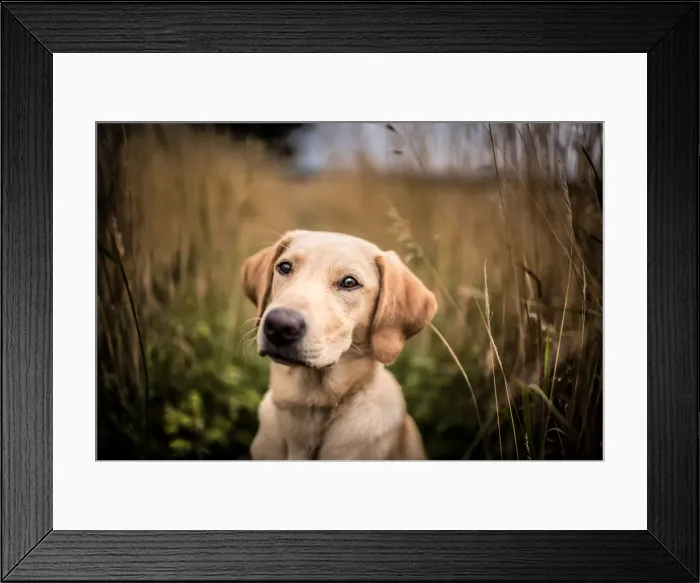 Framed Print : Portrait of a young Golden Labrador sitting in a field, United Kingdom, Europe Framed Print : Portrait of a young Golden Labrador sitting in a field, United Kingdom, Europe