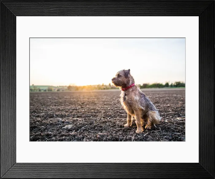 Framed Print : Border Terrier with red collar sitting in a field at sunset, United Kingdom, Europe Framed Print : Border Terrier with red collar sitting in a field at sunset, United Kingdom, Europe