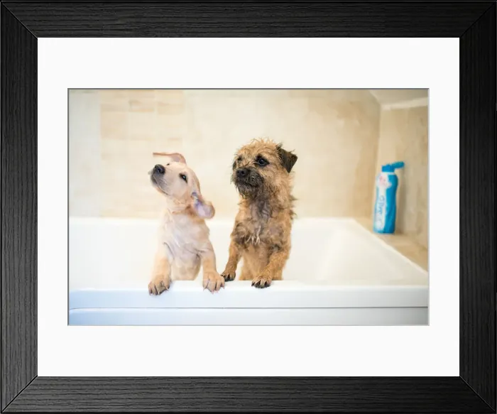 Framed Print : Golden Labrador puppy in the bath with a Border Terrier, United Kingdom, Europe Framed Print : Golden Labrador puppy in the bath with a Border Terrier, United Kingdom, Europe