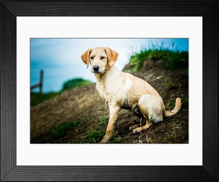Framed Print : Golden Labrador puppy sitting with the sea in the background, United Kingdom, Europe Framed Print : Golden Labrador puppy sitting with the sea in the background, United Kingdom, Europe