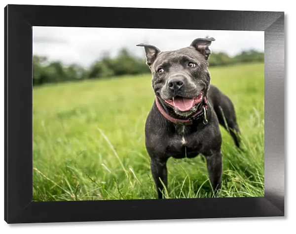 Staffordshire Bull Terrier standing in a green field, United Kingdom, Europe
