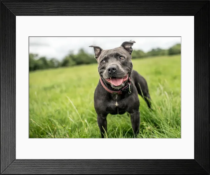 Framed Print : Staffordshire Bull Terrier standing in a green field, United Kingdom, Europe