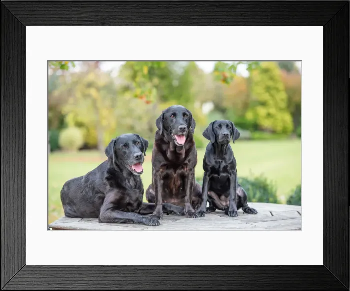 Framed Print : Three Black Labradors all sitting together, United Kingdom, Europe