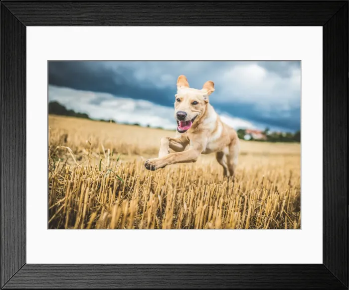 Framed Print : Golden Labrador running through a field of wheat, United Kingdom, Europe Framed Print : Golden Labrador running through a field of wheat, United Kingdom, Europe
