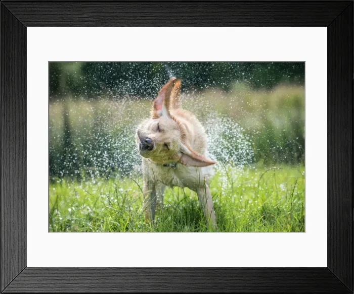 Framed Print : Golden Labrador shaking off water, United Kingdom, Europe Framed Print : Golden Labrador shaking off water, United Kingdom, Europe