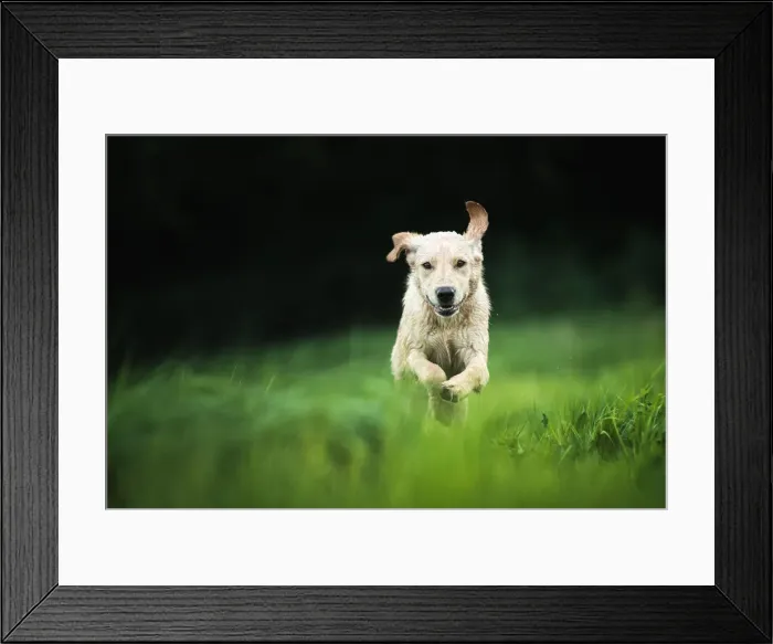 Framed Print : Golden Labrador running through a field, United Kingdom, Europe Framed Print : Golden Labrador running through a field, United Kingdom, Europe