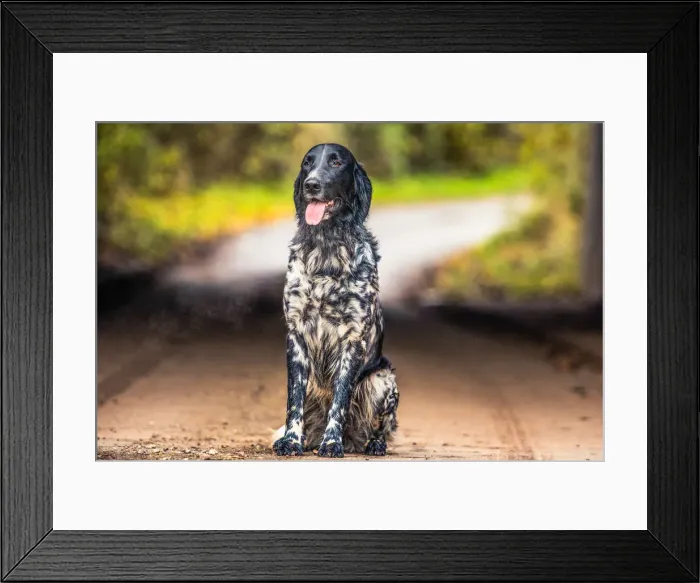 Framed Print : Portrait of an English Setter sitting in the afternoon sunlight, United Kingdom, Europe Framed Print : Portrait of an English Setter sitting in the afternoon sunlight, United Kingdom, Europe