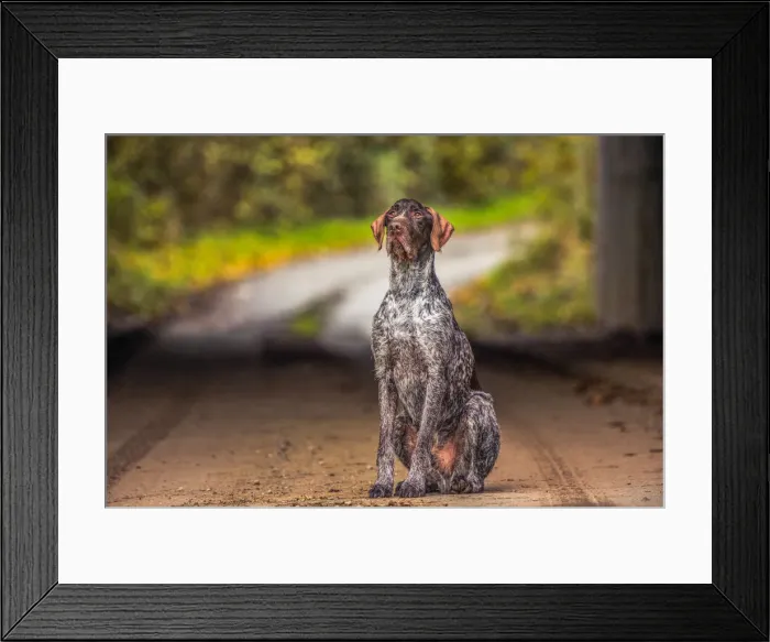 Framed Print : Portrait of a Pointer sitting in the afternoon sunlight, United Kingdom, Europe Framed Print : Portrait of a Pointer sitting in the afternoon sunlight, United Kingdom, Europe