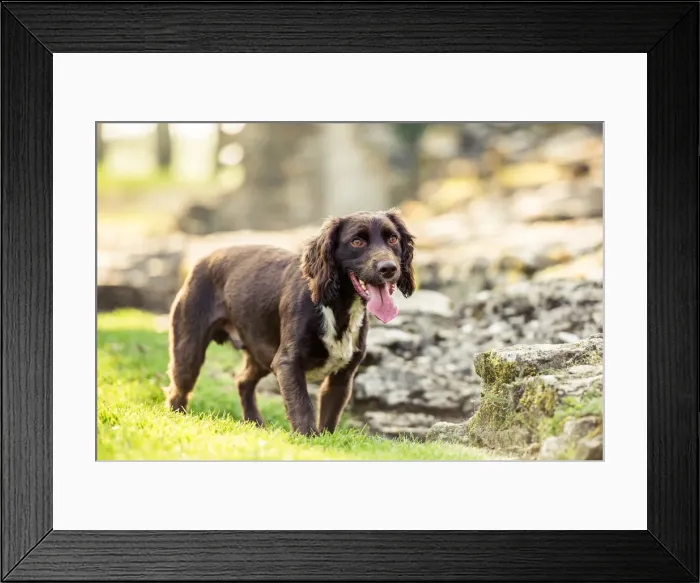 Framed Print : Spaniel panting in the afternoon sunlight, United Kingdom, Europe Framed Print : Spaniel panting in the afternoon sunlight, United Kingdom, Europe
