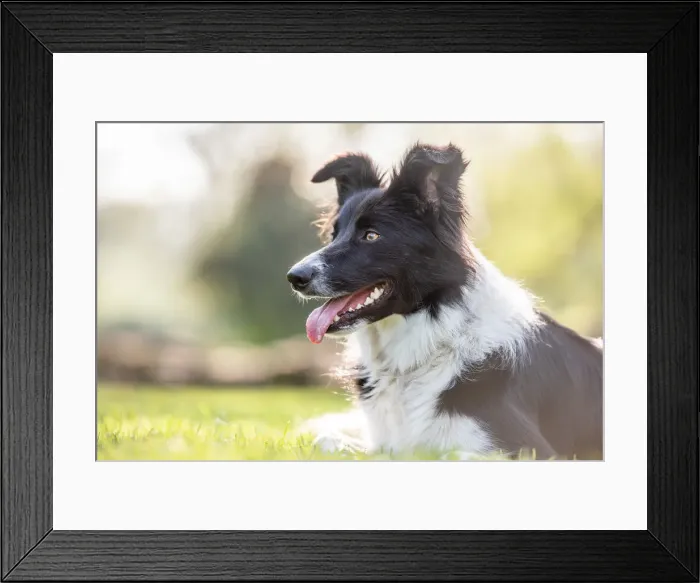 Framed Print : Portrait of a Collie lying in the afternoon sunlight, United Kingdom, Europe Framed Print : Portrait of a Collie lying in the afternoon sunlight, United Kingdom, Europe