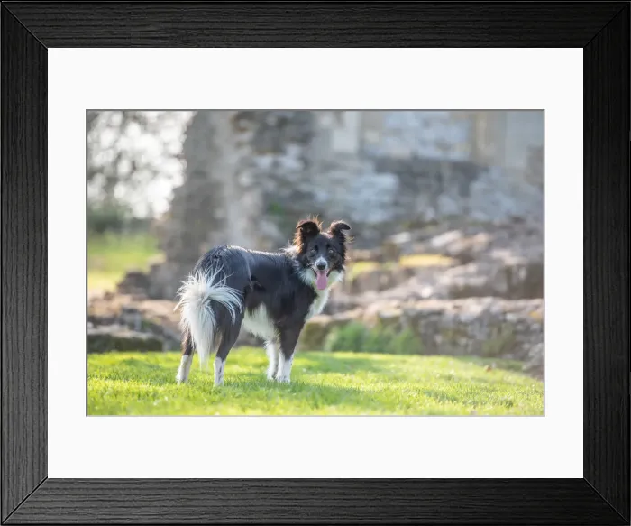 Framed Print : Collie standing in the afternoon sunlight, United Kingdom, Europe Framed Print : Collie standing in the afternoon sunlight, United Kingdom, Europe