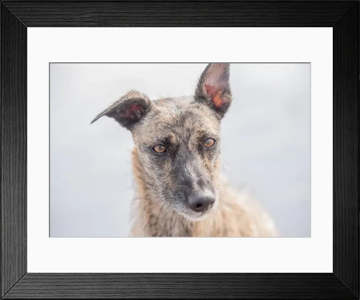 Framed Print : Portrait of lurcher, United Kingdom, Europe Framed Print : Portrait of lurcher, United Kingdom, Europe