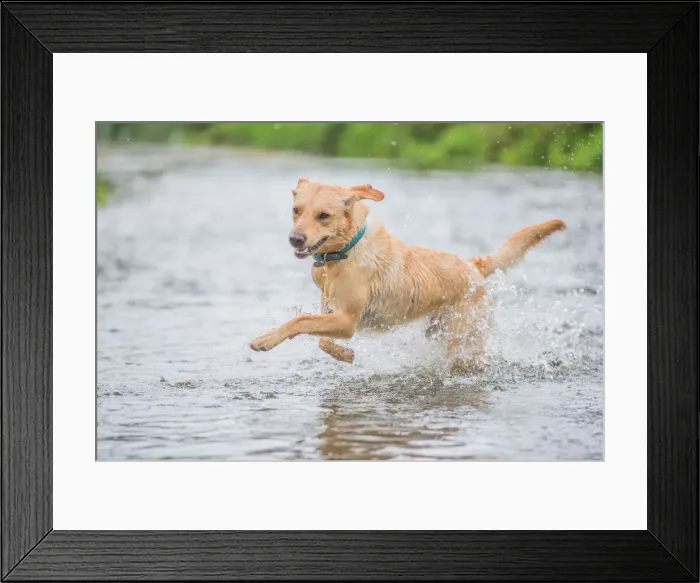 Framed Print : Young Labrador running through a river splashing, United Kingdom, Europe Framed Print : Young Labrador running through a river splashing, United Kingdom, Europe