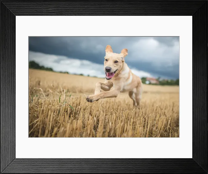 Framed Print : Young Labrador running through a field of wheat, United Kingdom, Europe Framed Print : Young Labrador running through a field of wheat, United Kingdom, Europe