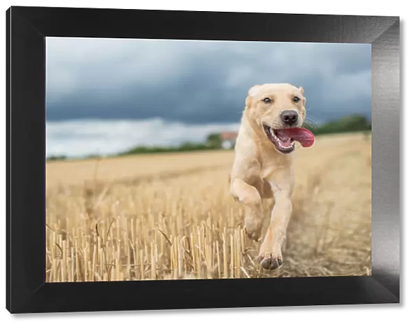 Young Labrador running through a wheat field, United Kingdom, Europe