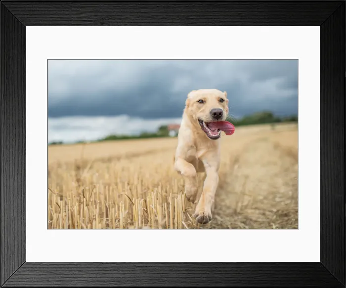 Framed Print : Young Labrador running through a wheat field, United Kingdom, Europe Framed Print : Young Labrador running through a wheat field, United Kingdom, Europe