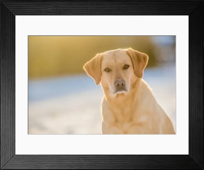 Framed Print : Labrador sitting in the afternoon sunlight, United Kingdom, Europe