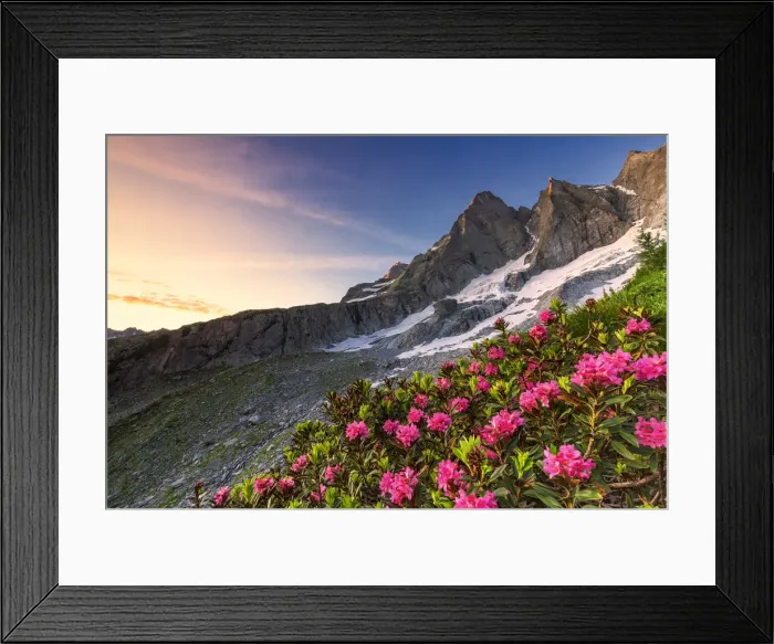 Framed Print : Flowering rhododendrons with the famous Pizzo Badile in the background at sunrise Framed Print : Flowering rhododendrons with the famous Pizzo Badile in the background at sunrise