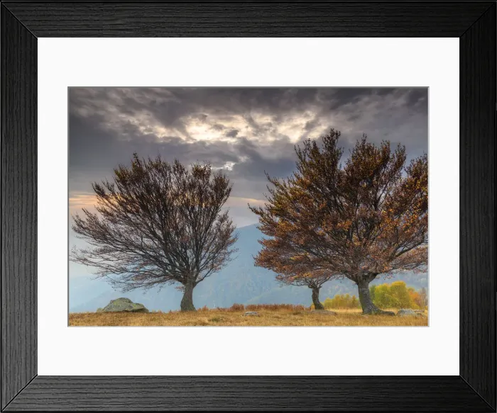 Framed Print : Three trees at sunset in autumn, Lombardy, Italy, Europe Framed Print : Three trees at sunset in autumn, Lombardy, Italy, Europe