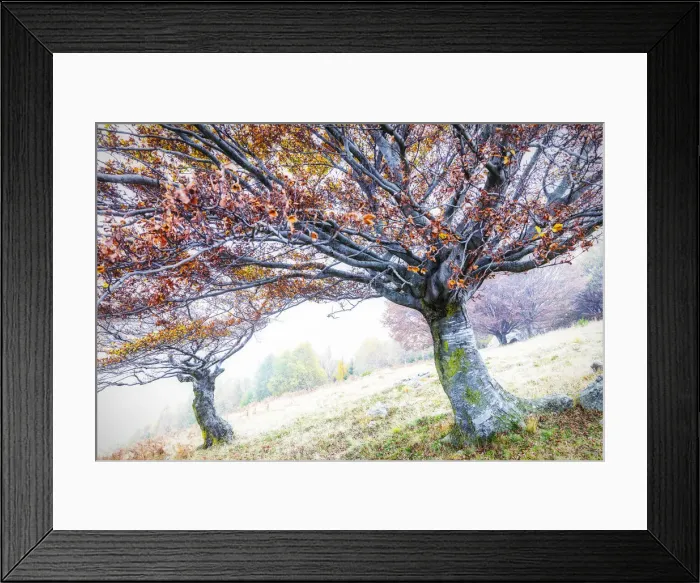 Framed Print : Two trees with orange leaves in the fog, Lombardy, Italy, Europe Framed Print : Two trees with orange leaves in the fog, Lombardy, Italy, Europe