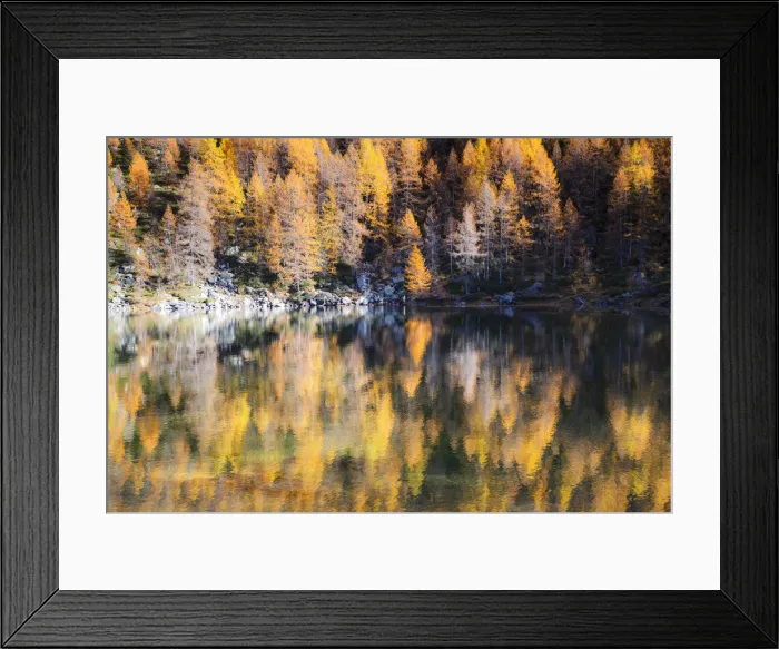 Framed Print : Yellow larches reflected in the water of the lake, Azzurro Lake, Valchiavenna, Valtellina Framed Print : Yellow larches reflected in the water of the lake, Azzurro Lake, Valchiavenna, Valtellina