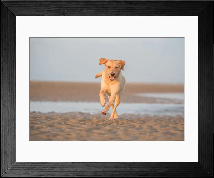 Framed Print : Labrador, United Kingdom, Europe Framed Print : Labrador, United Kingdom, Europe