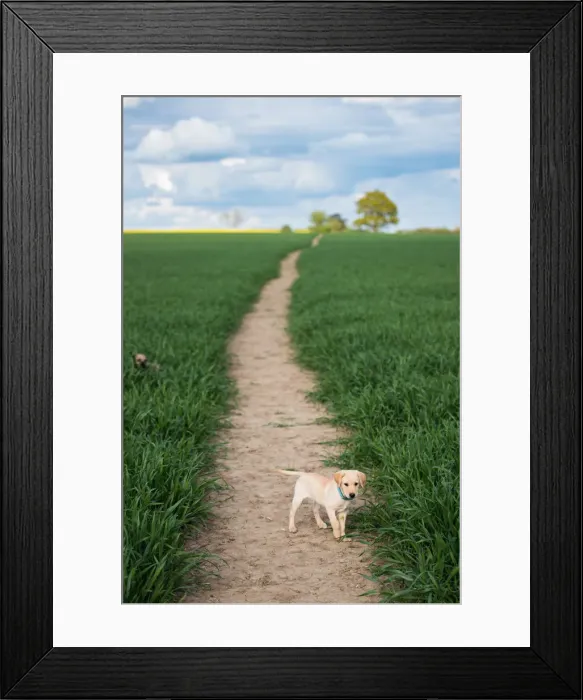 Framed Print : Golden Labrador puppy standing in a field, United Kingdom, Europe Framed Print : Golden Labrador puppy standing in a field, United Kingdom, Europe