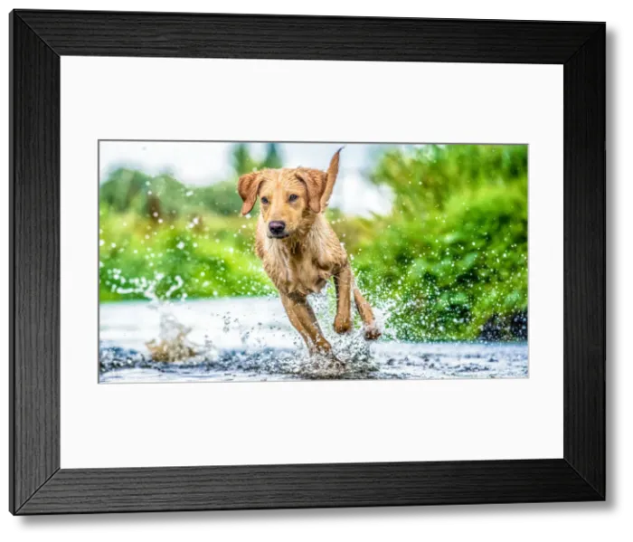 Framed Print : Golden Labrador running through a shallow river, United Kingdom, Europe Framed Print : Golden Labrador running through a shallow river, United Kingdom, Europe