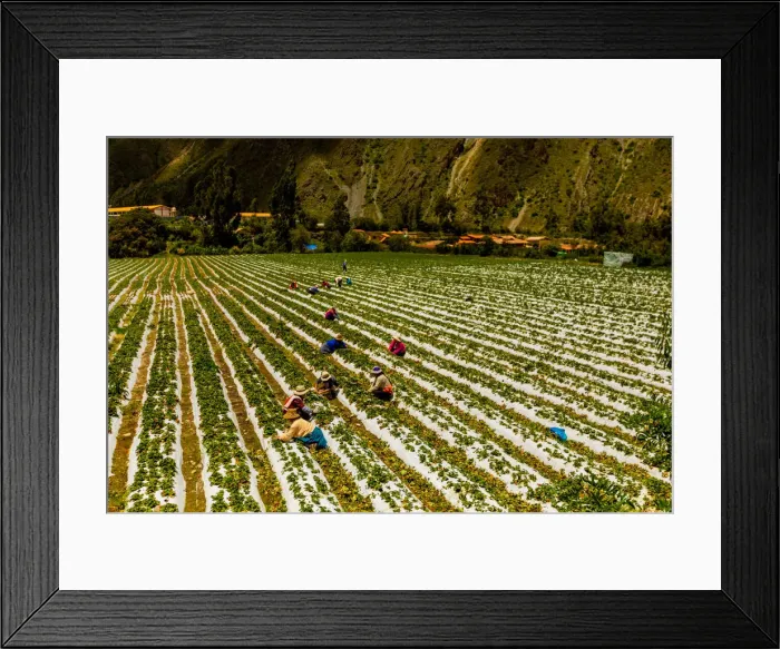 Framed Print : Farmland at El Albergue next to Peruvian mountains, Peru, South America Framed Print : Farmland at El Albergue next to Peruvian mountains, Peru, South America