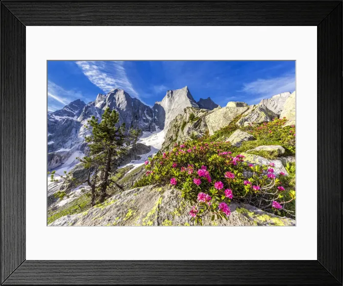 Framed Print : Rhododendrons in flower with the Pizzo Badile in the background, Bregaglia valley Framed Print : Rhododendrons in flower with the Pizzo Badile in the background, Bregaglia valley