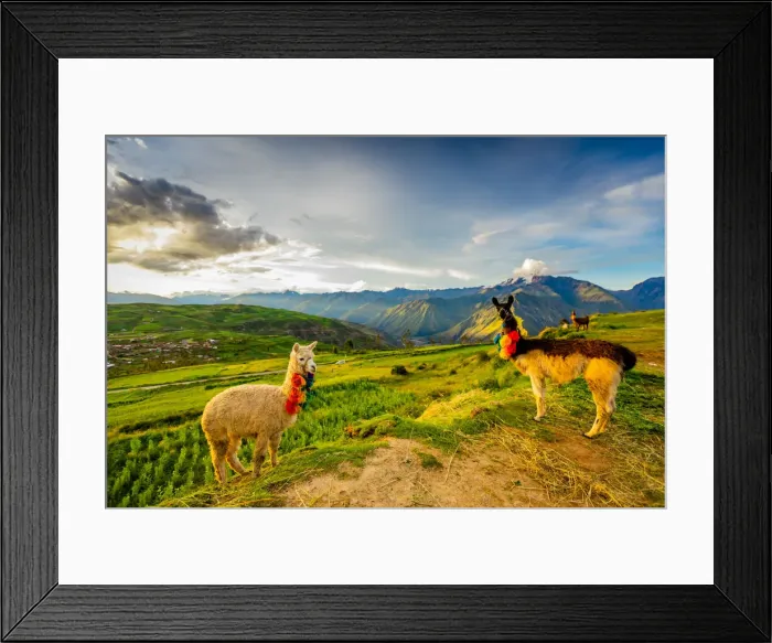 Framed Print : Llamas, Moray, Peru, South America Framed Print : Llamas, Moray, Peru, South America
