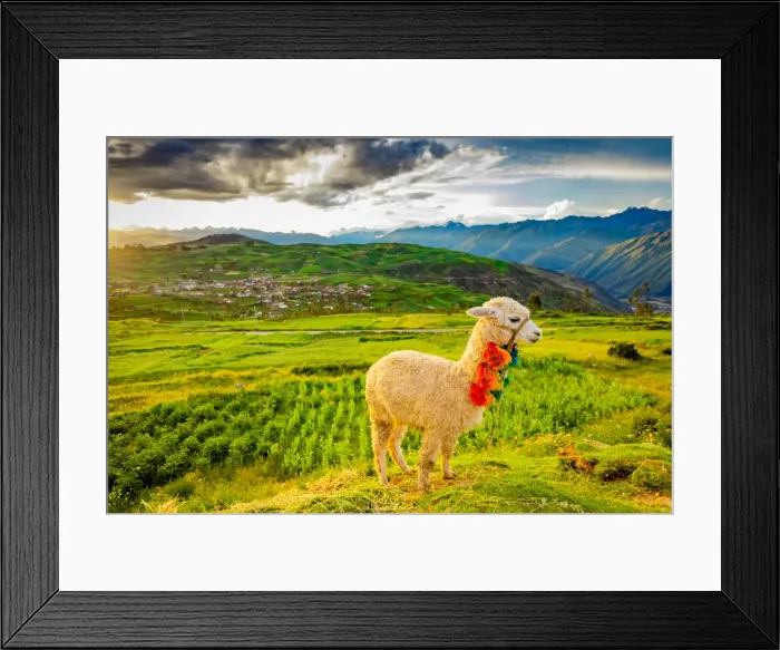Framed Print : Llama, Moray, Peru, South America Framed Print : Llama, Moray, Peru, South America