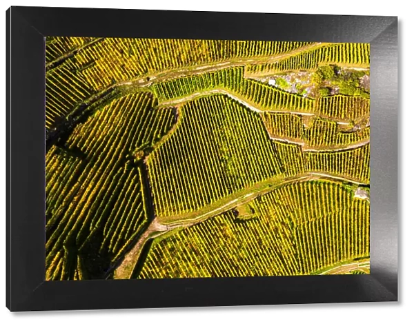 View by drone of top-down high angle view of vineyards, Valtellina, Lombardy, Italy