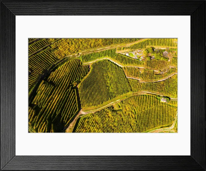 Framed Print : View by drone of top-down high angle view of vineyards, Valtellina, Lombardy, Italy Framed Print : View by drone of top-down high angle view of vineyards, Valtellina, Lombardy, Italy