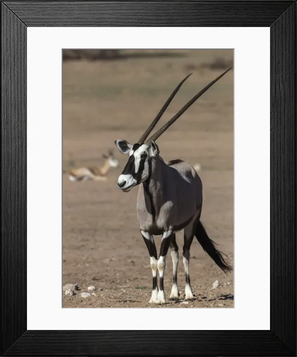 Framed Print : Gemsbok (Oryx gazella), Kgalagadi Transfrontier Park, South Africa, Africa Framed Print : Gemsbok (Oryx gazella), Kgalagadi Transfrontier Park, South Africa, Africa