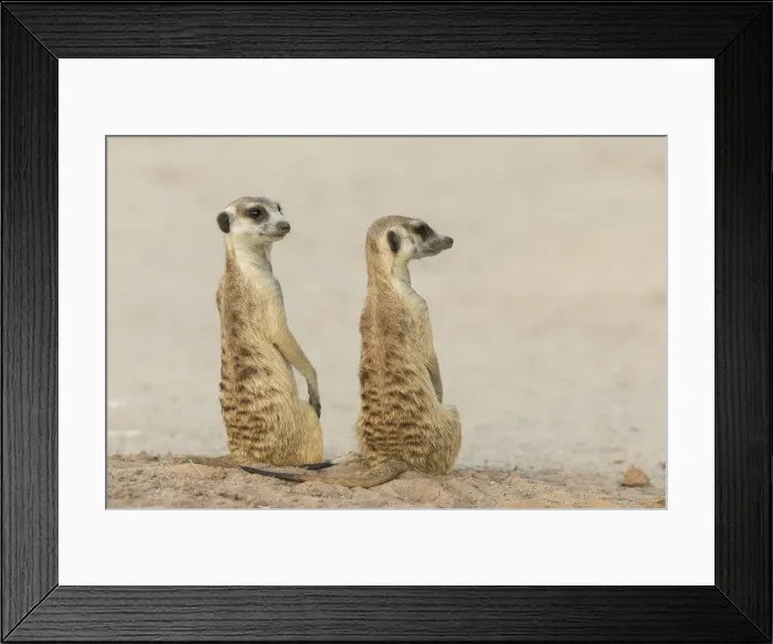 Framed Print : Meerkats (Suricata suricatta), Kgalagadi Transfrontier Park, South Africa, Africa Framed Print : Meerkats (Suricata suricatta), Kgalagadi Transfrontier Park, South Africa, Africa