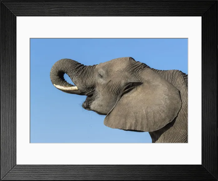 Framed Print : Elephant (Loxodonta africana) drinking, Mashatu Game Reserve, Botswana, Africa Framed Print : Elephant (Loxodonta africana) drinking, Mashatu Game Reserve, Botswana, Africa