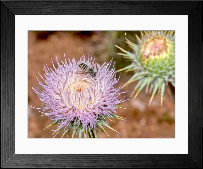 Framed Print : Macro photo of a Wheelers Thistle Flower native to Arizona, United States of America Framed Print : Macro photo of a Wheelers Thistle Flower native to Arizona, United States of America