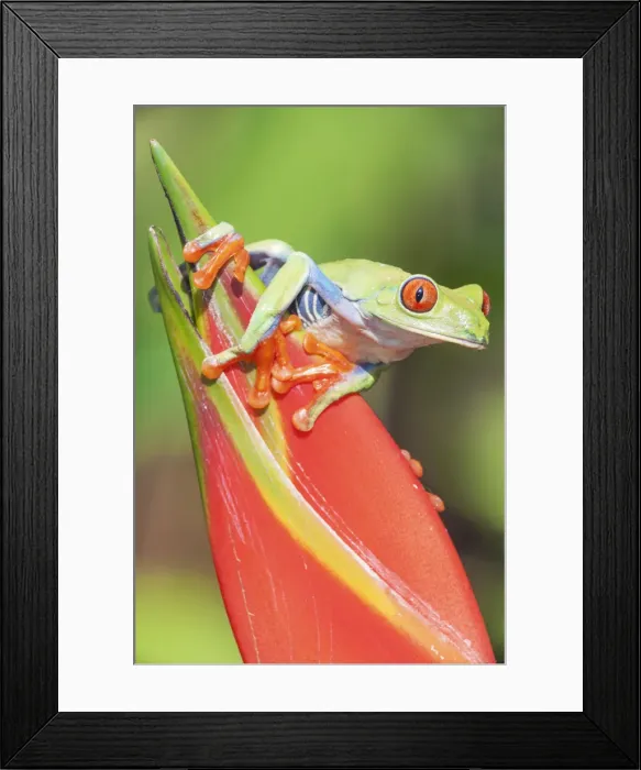 Framed Print : Red eyed tree frog (Agalychins callydrias) on red flower, Sarapiqui, Costa Rica Framed Print : Red eyed tree frog (Agalychins callydrias) on red flower, Sarapiqui, Costa Rica