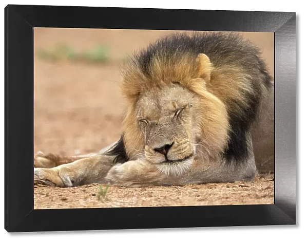 Lion (Panthera leo) sleeping, Kgalagadi Transfrontier Park, South Africa, Africa