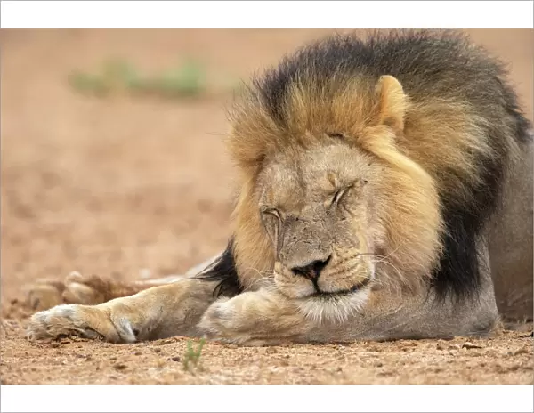 Lion (Panthera leo) sleeping, Kgalagadi Transfrontier Park, South Africa, Africa