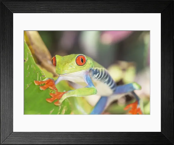 Framed Print : Red eyed tree frog (Agalychins callydrias), Sarapiqui, Costa Rica, Central America Framed Print : Red eyed tree frog (Agalychins callydrias), Sarapiqui, Costa Rica, Central America