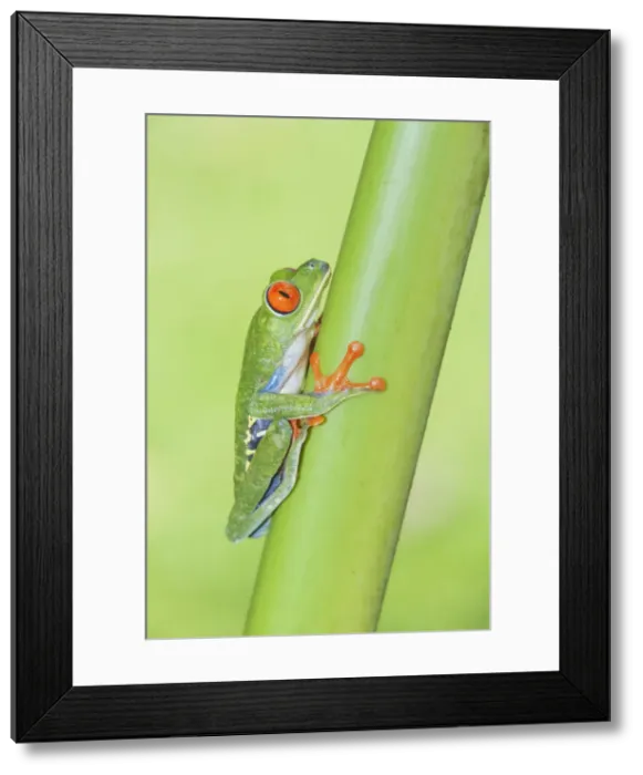 Framed Print : Red eyed tree frog (Agalychins callydrias) climbing green stem, Sarapiqui, Costa Rica