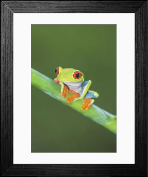 Framed Print : Red eyed tree frog (Agalychins callydrias) on green stem, Sarapiqui, Costa Rica