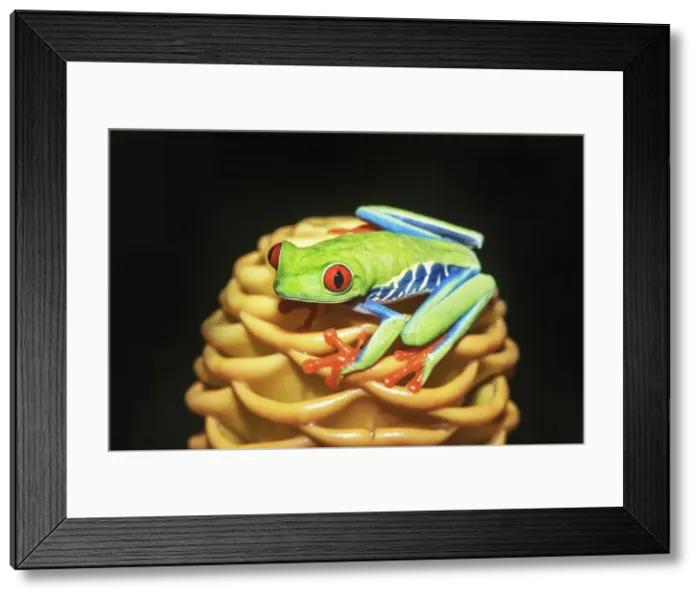 Framed Print : Red eyed tree frog (Agalychins callydrias) on yellow flower, Sarapiqui, Costa Rica Framed Print : Red eyed tree frog (Agalychins callydrias) on yellow flower, Sarapiqui, Costa Rica