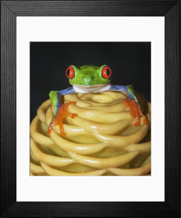 Framed Print : Red eyed tree frog (Agalychins callydrias) on yellow flower, Sarapiqui, Costa Rica Framed Print : Red eyed tree frog (Agalychins callydrias) on yellow flower, Sarapiqui, Costa Rica