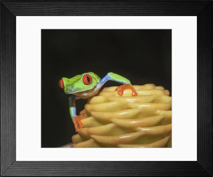Framed Print : Red eyed tree frog (Agalychins callydrias) on yellow flower, Sarapiqui, Costa Rica Framed Print : Red eyed tree frog (Agalychins callydrias) on yellow flower, Sarapiqui, Costa Rica