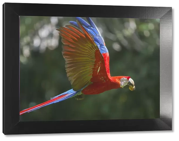 Scarlet Macaw (Ara macao) in flight, Corcovado National Park, Osa Peninsula, Costa Rica